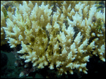 photo of bleached coral