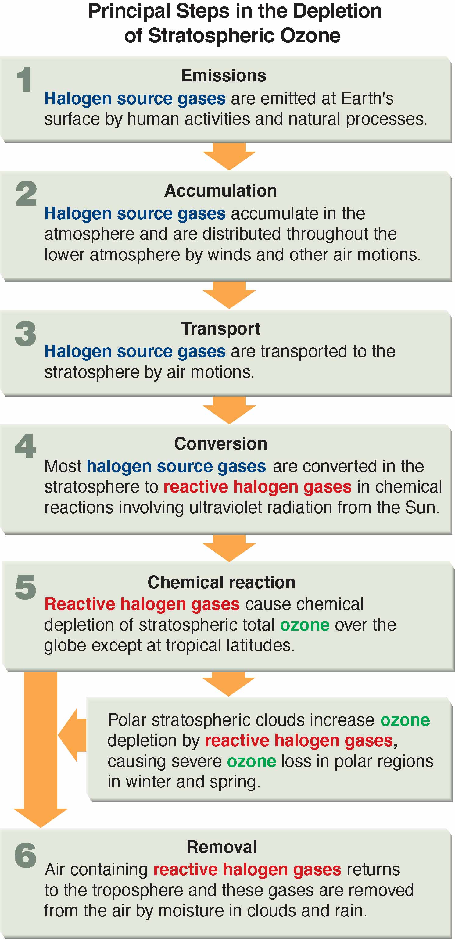 Scientific Assessment of Ozone Depletion 2006 - Twenty Questions and