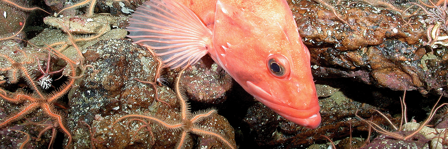 A cowcod rockfish, link to article