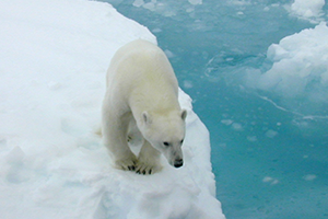 Polar bear (Credit: Kathy Crane, NOAA Arctic Research Office)