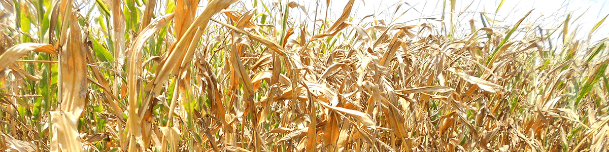 Drought-stressed corn. Photo courtesy CraneStation via Flickr (CC BY 2.0)